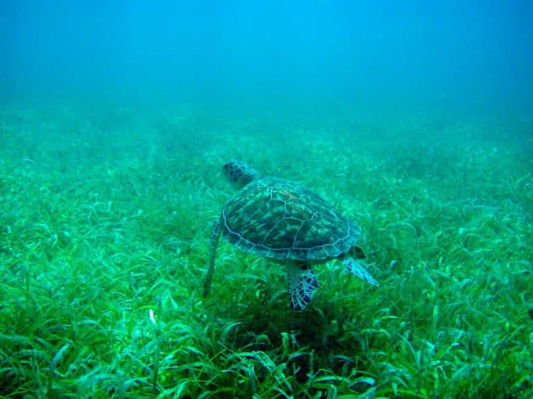 Snorkeling with sea turtles in warm Puerto Rico waters